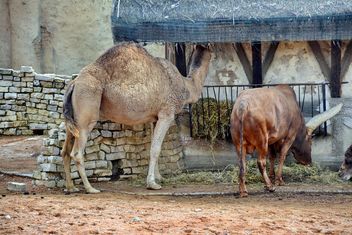 dromedary on farm - image #329053 gratis